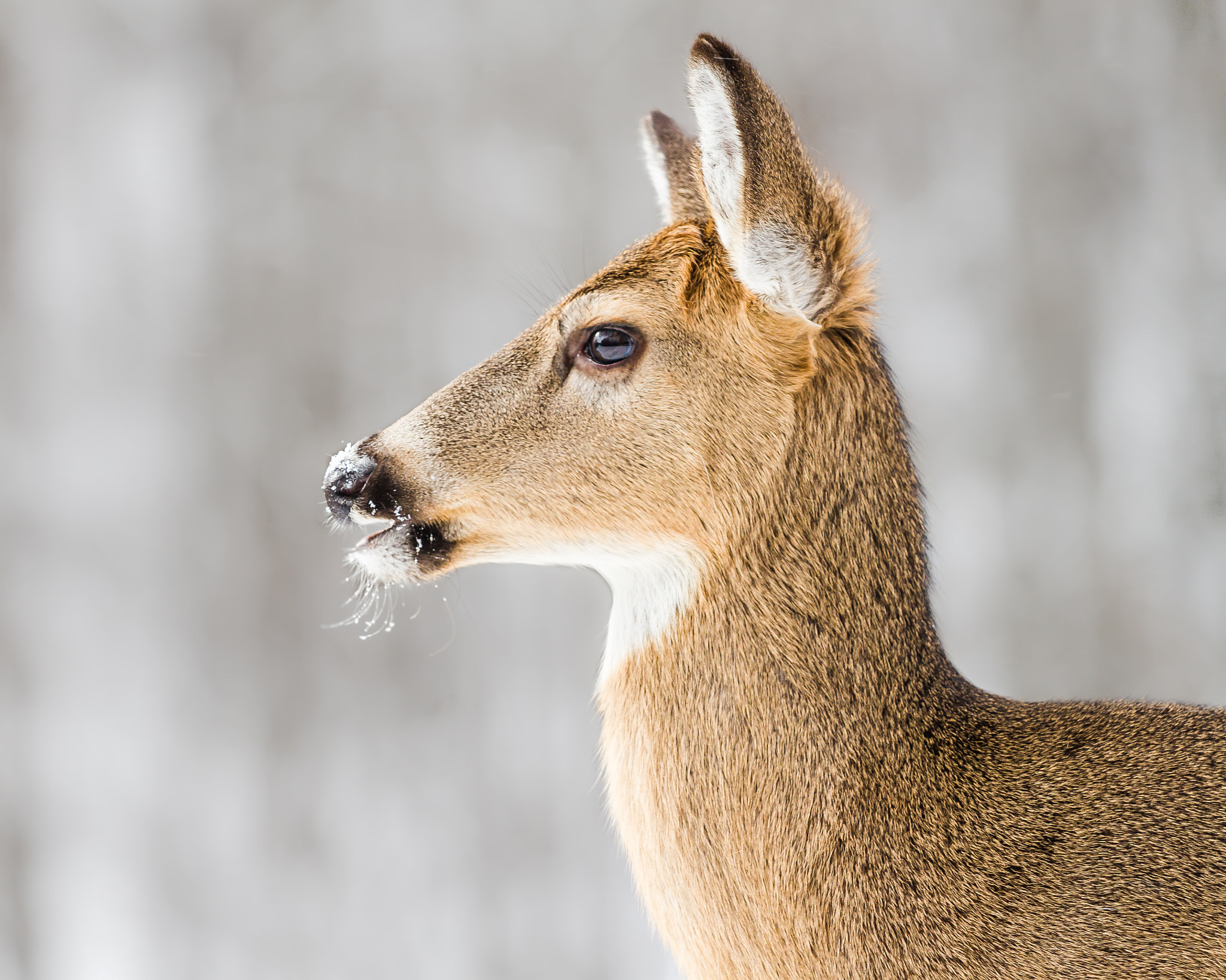 Whitetail Deer