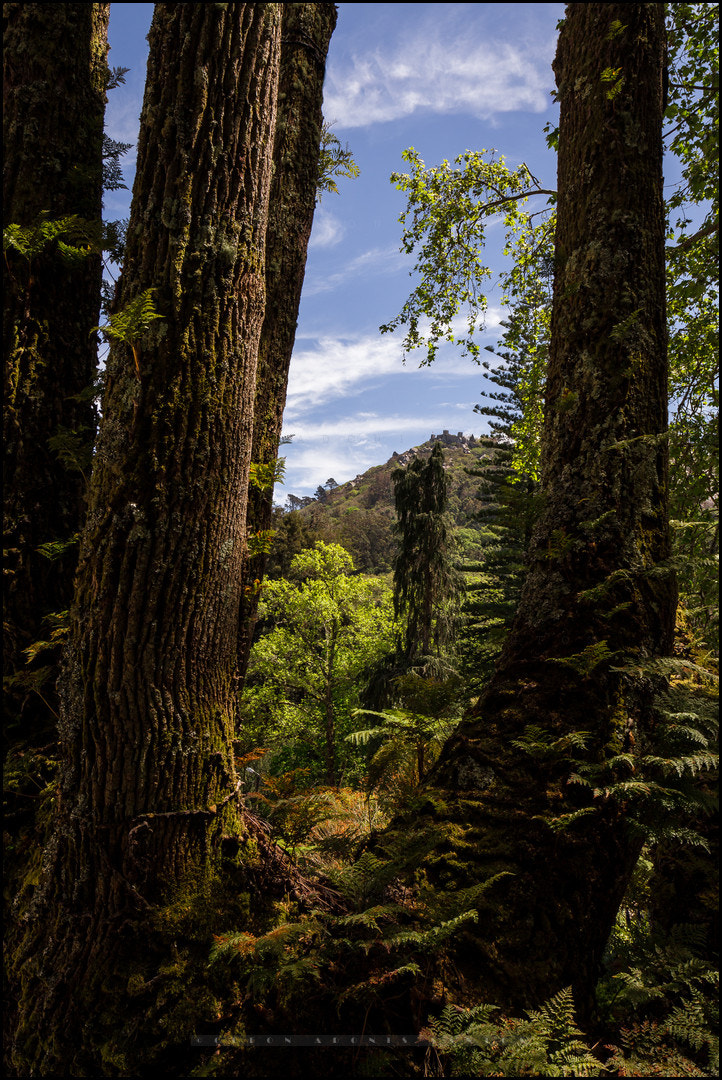 Sintra, the enchanted forest