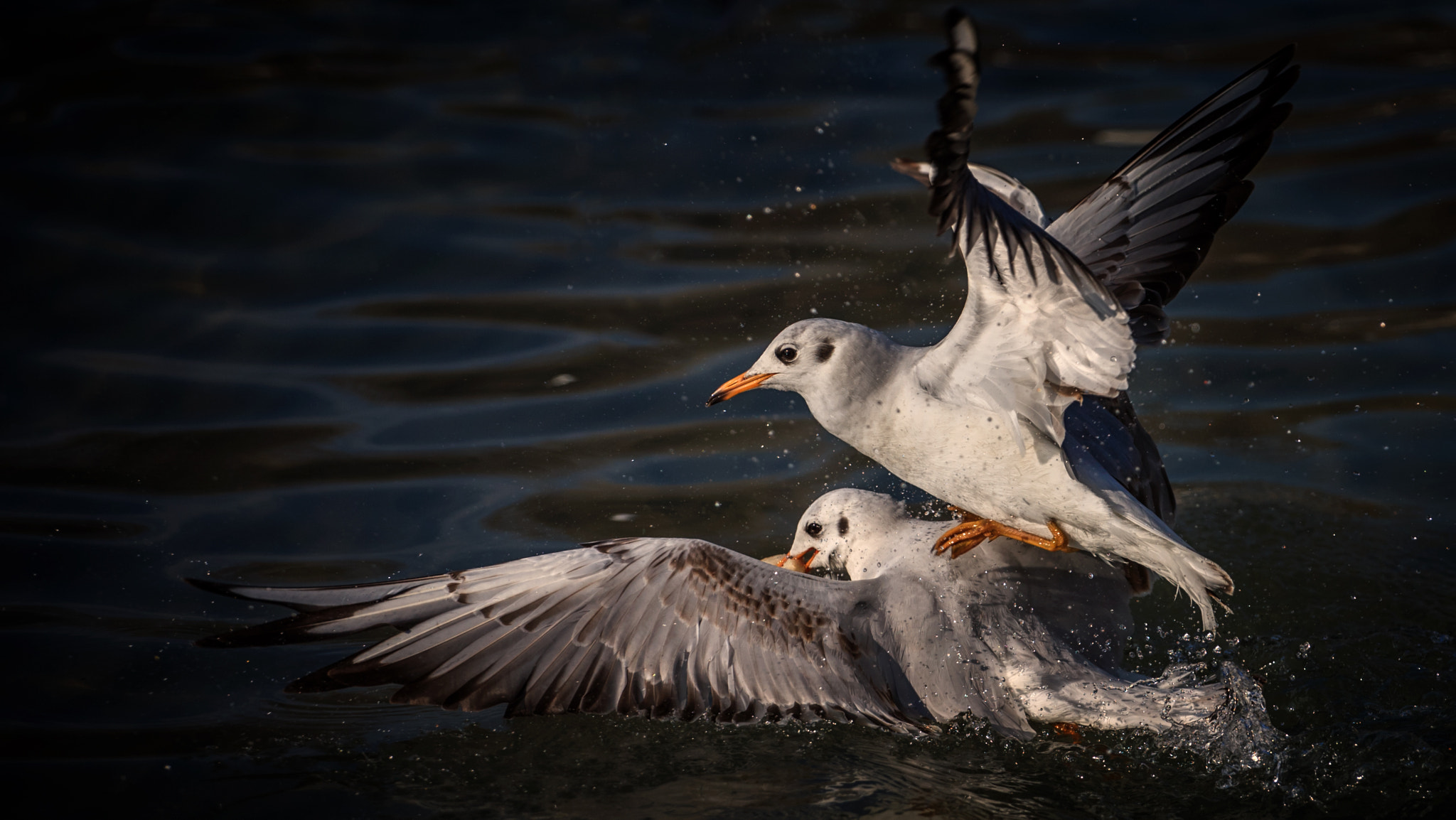 v2?sig=9745f89f745f60c5b288533fdf3c344d9235e8c01f06ababeb399d50d10f1953