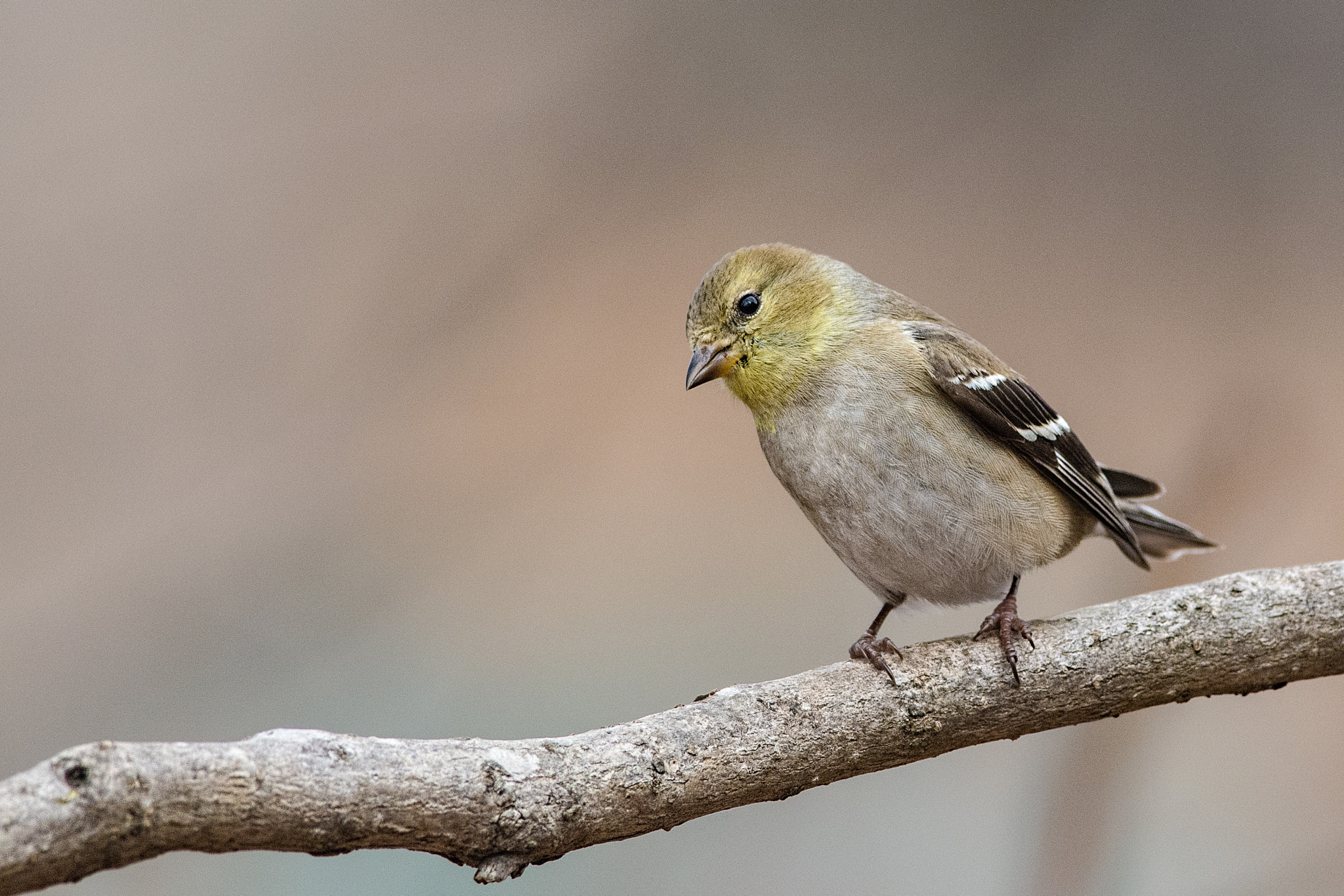 v2?sig=35c26fd30674f85f919335d10bd1e88d22673681a2e2d8e5ca0ac5085f7ceba1