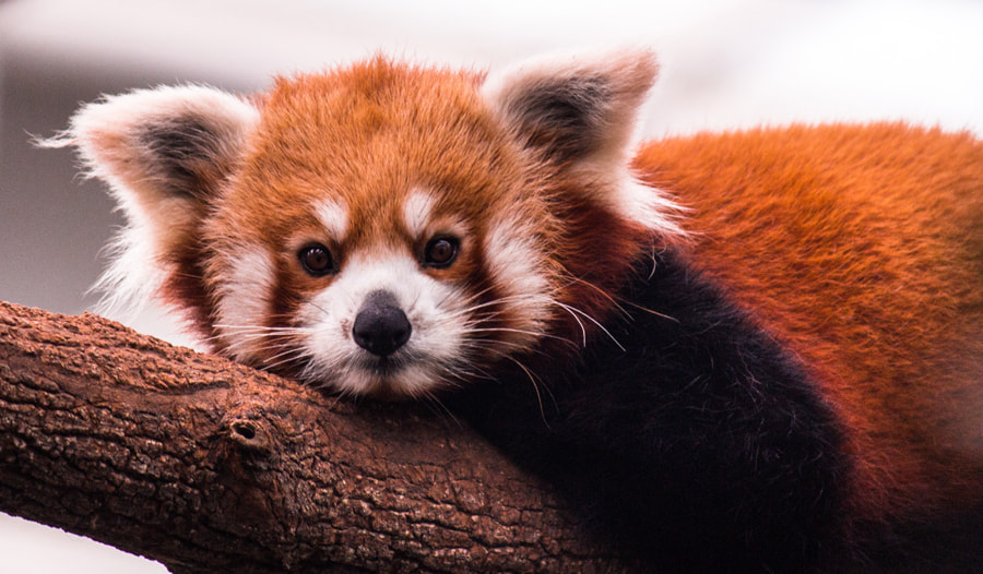 Photos Of Red Pandas Slacking Off That Are Really Cute 500px