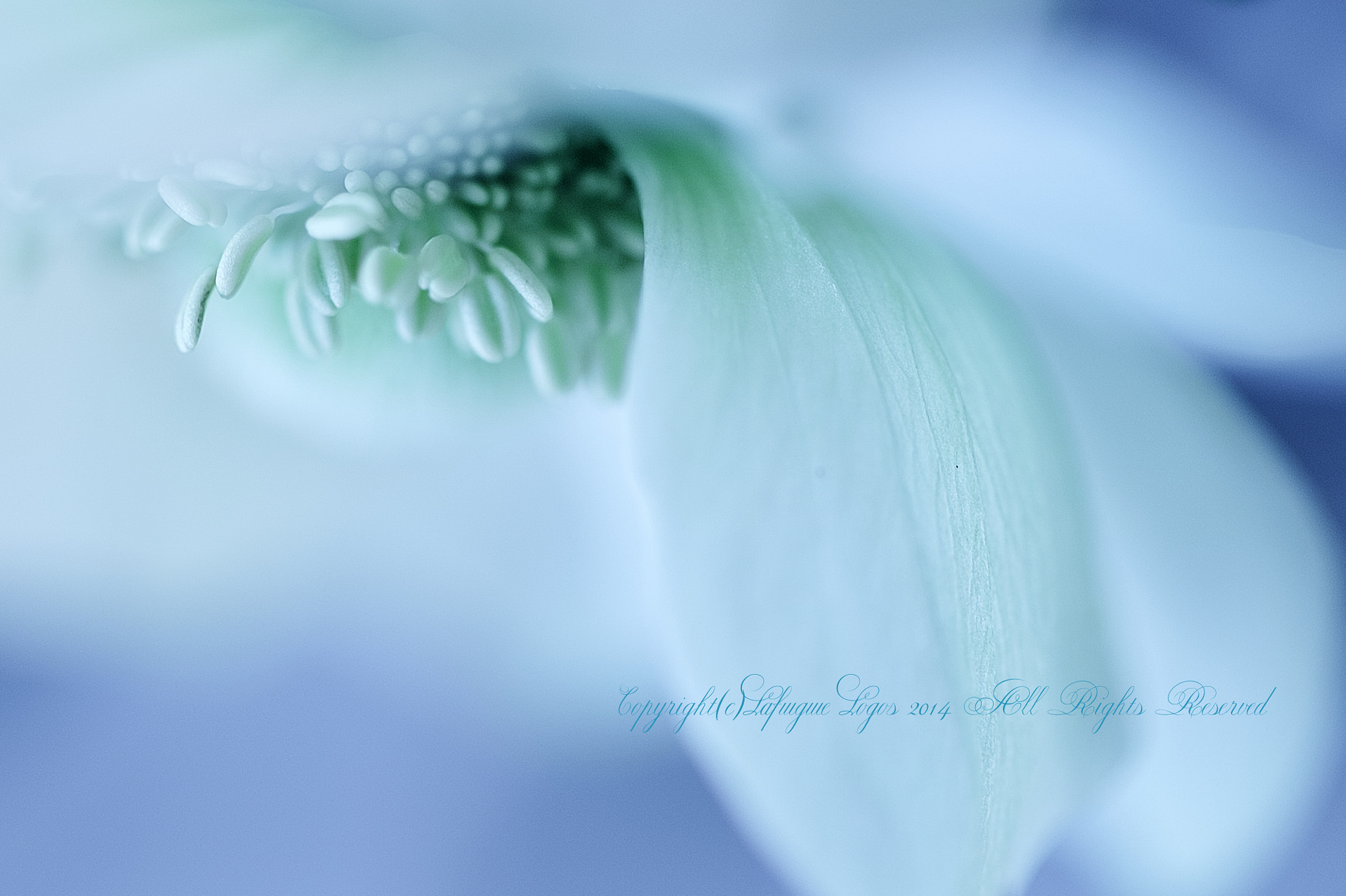 Nikon D700 + Sigma 50mm F2.8 EX DG Macro sample photo. Spirit of winter photography