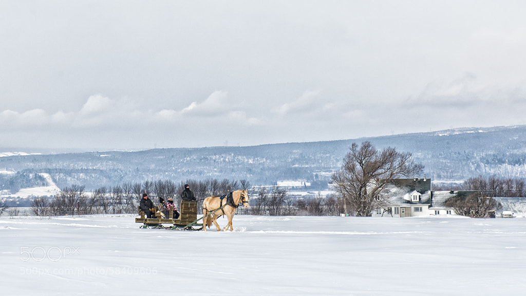 Nikon D800 sample photo. La promenade en traineaux photography