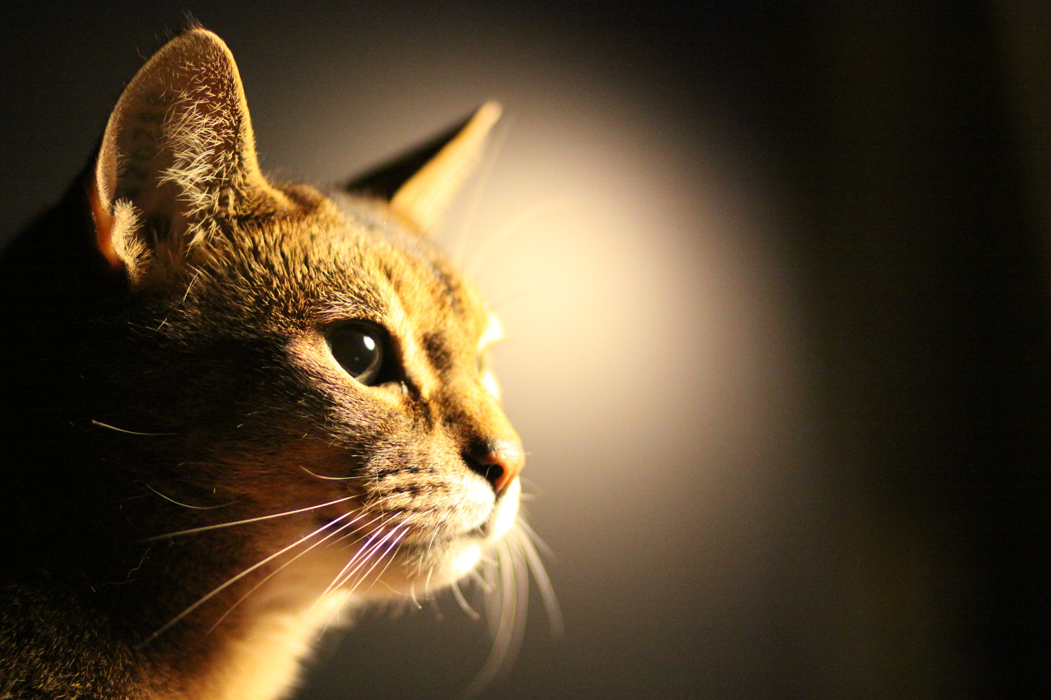 Cat in Profile - Abyssinian