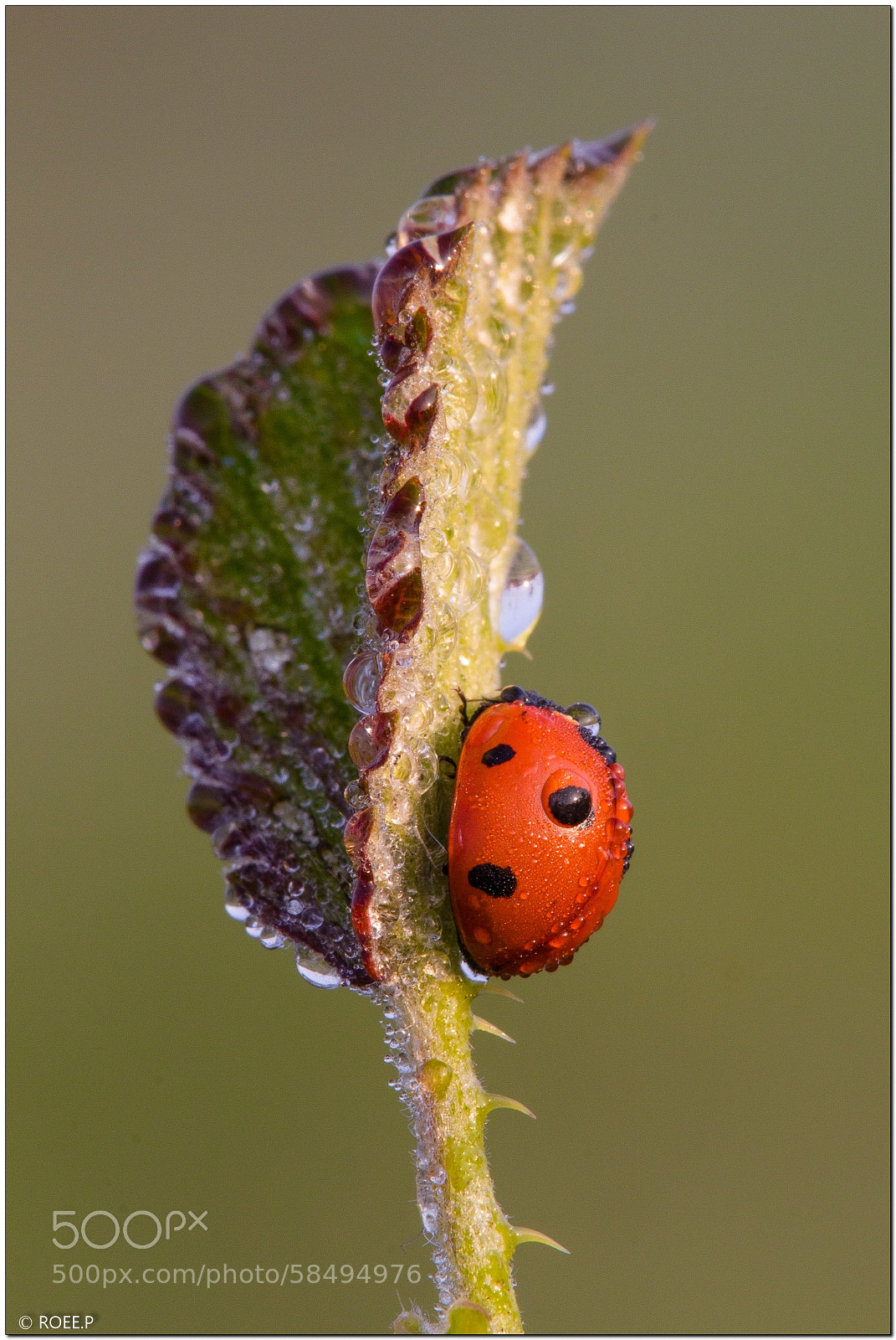 Canon EOS 60D sample photo. Coccinella septempunctata on rubus photography