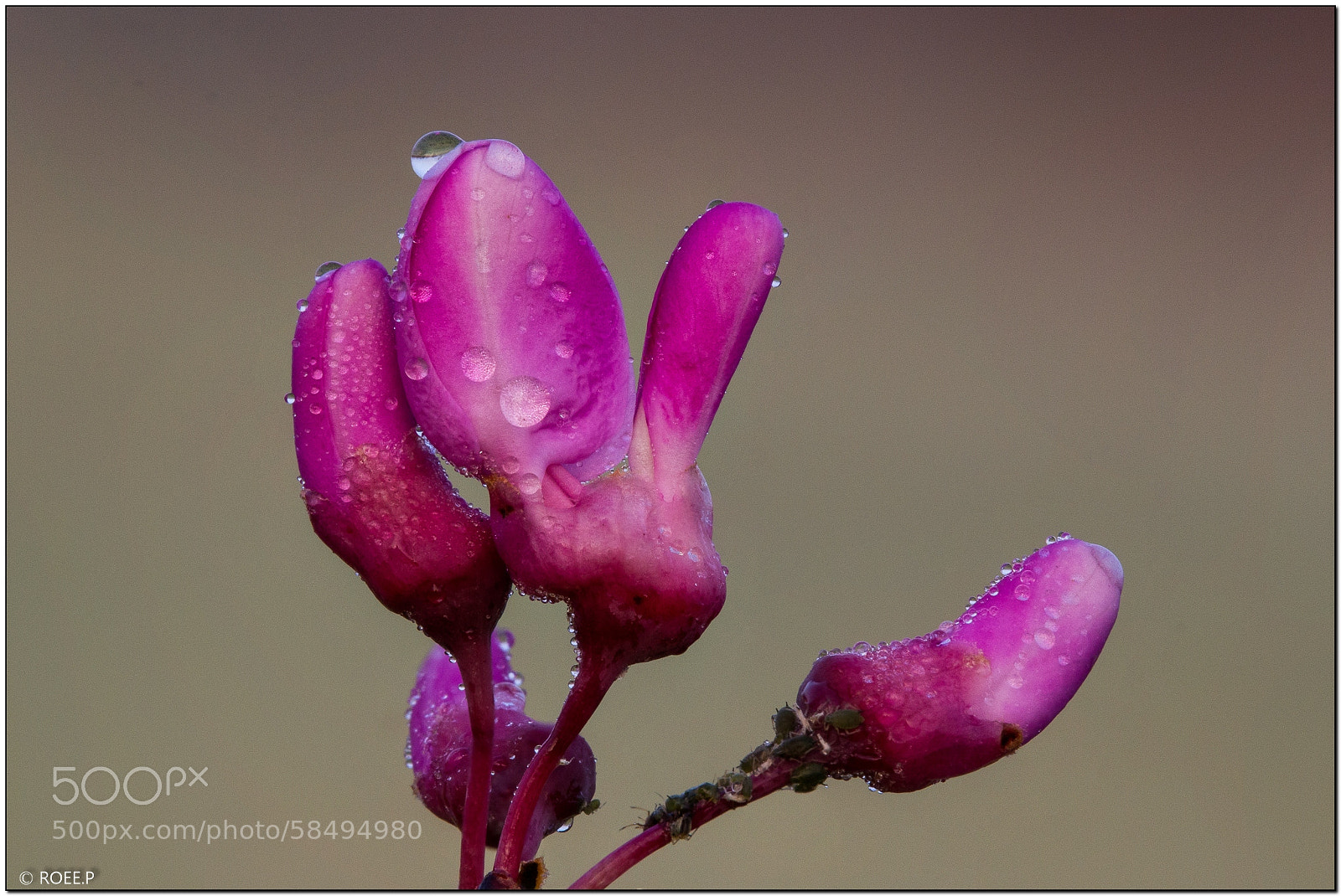 Canon EOS 60D sample photo. Judas tree's bloom photography
