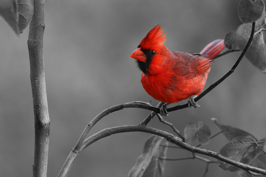 Northern Cardinal - Red Breasted Birds: A Guide to the Most Colorful birds
