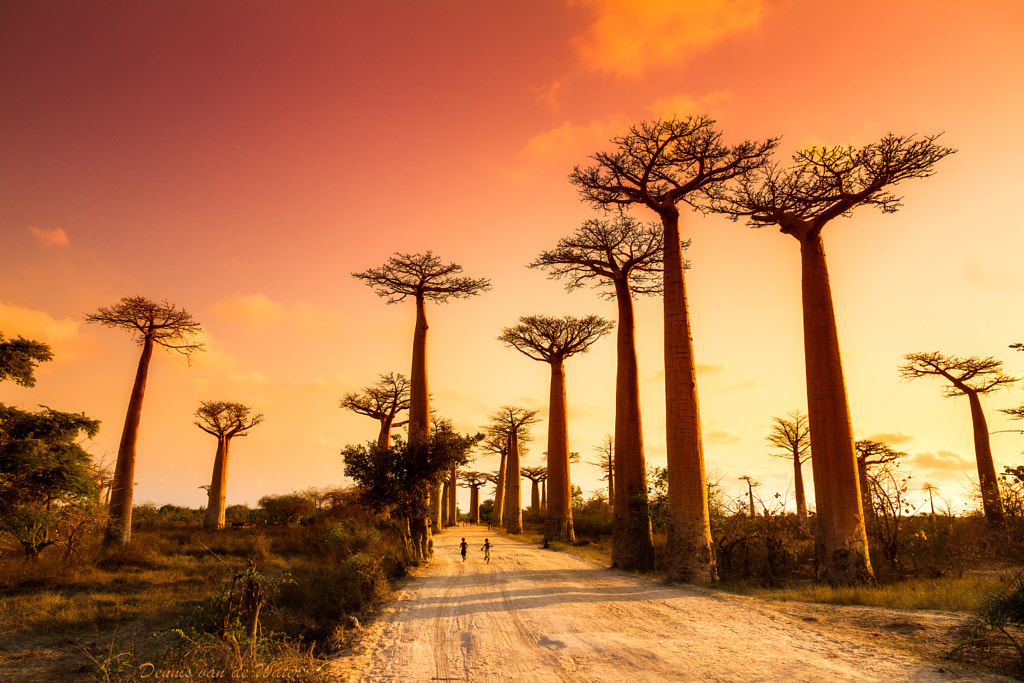 Baobab Alley sunset by Dennis van de Water on 500px.com