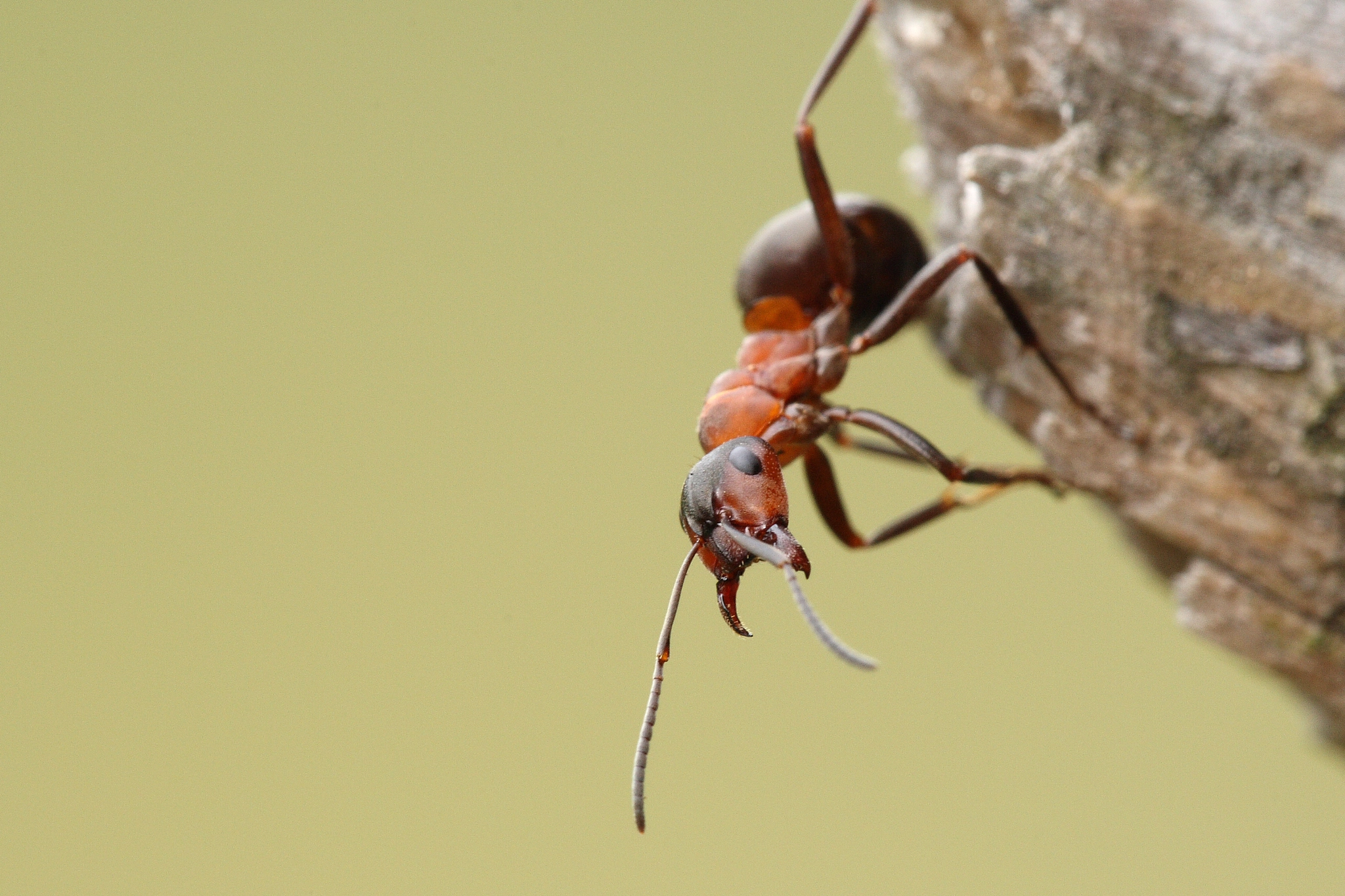 European red wood ant by Kurt Lauwers Photo 58551200 / 500px