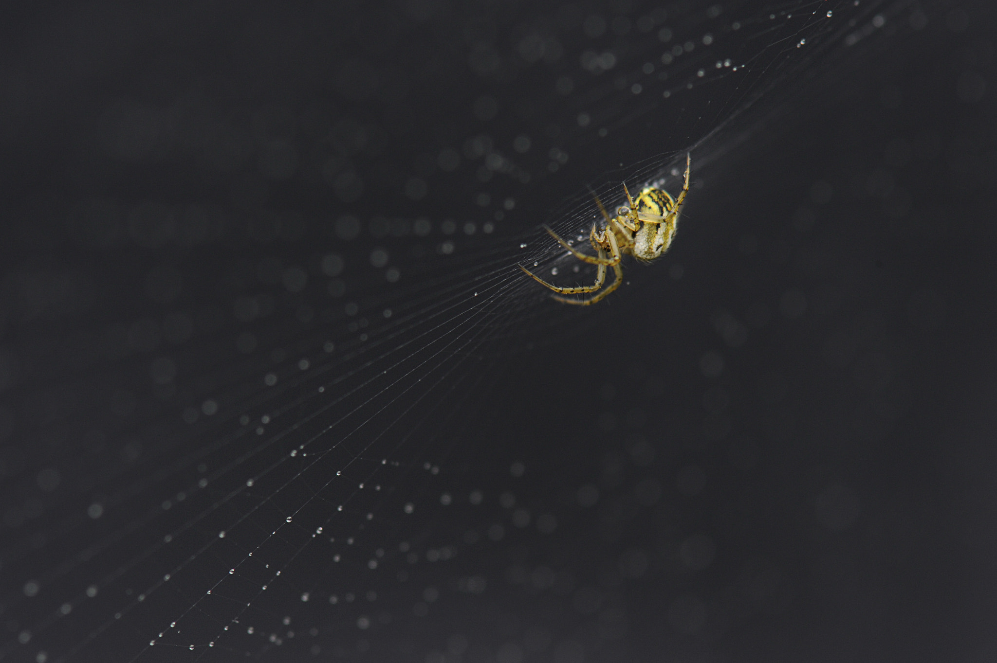don't trust the web