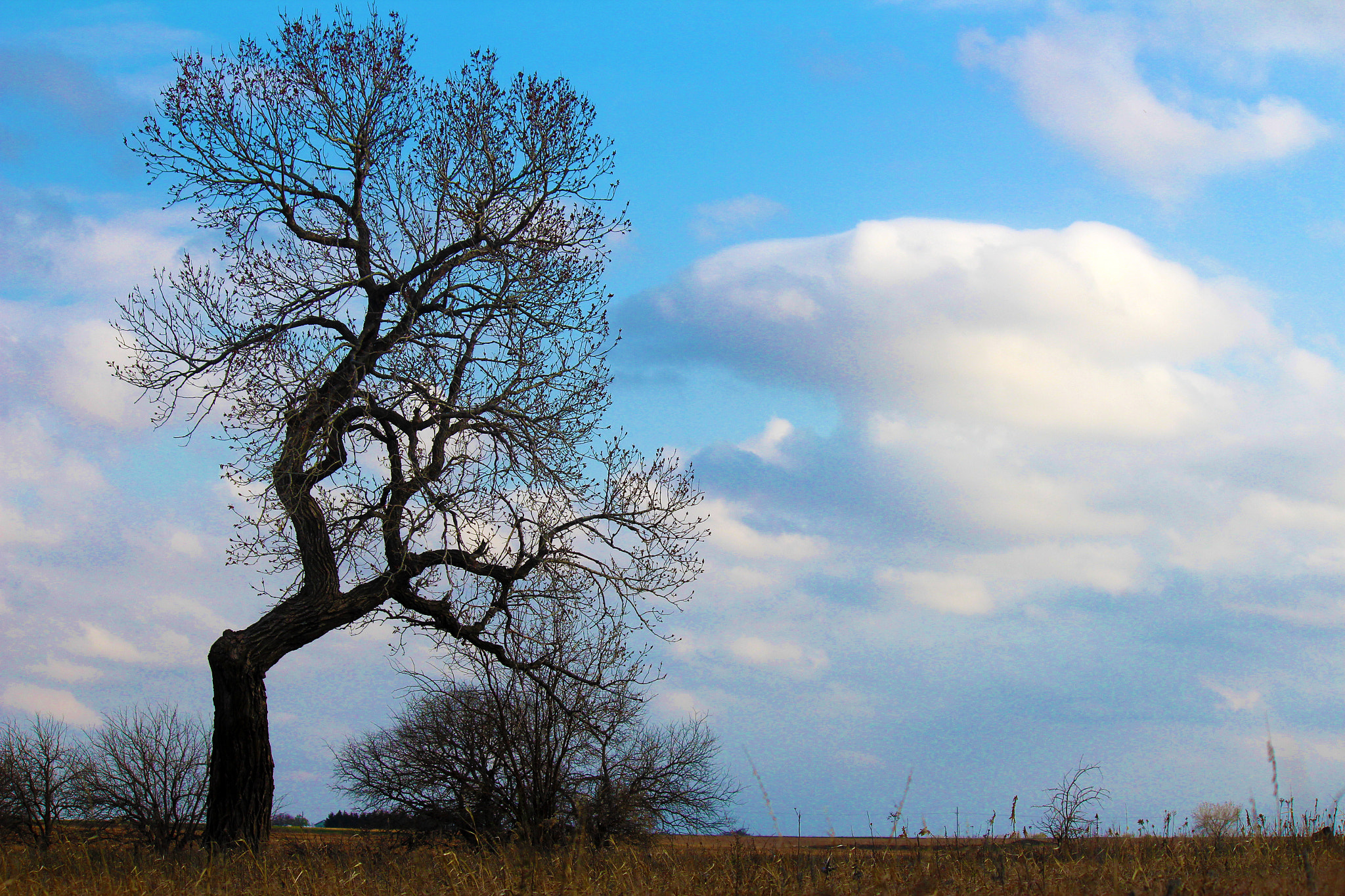 Kansas Tree by Prairie Rose Pictures / 500px