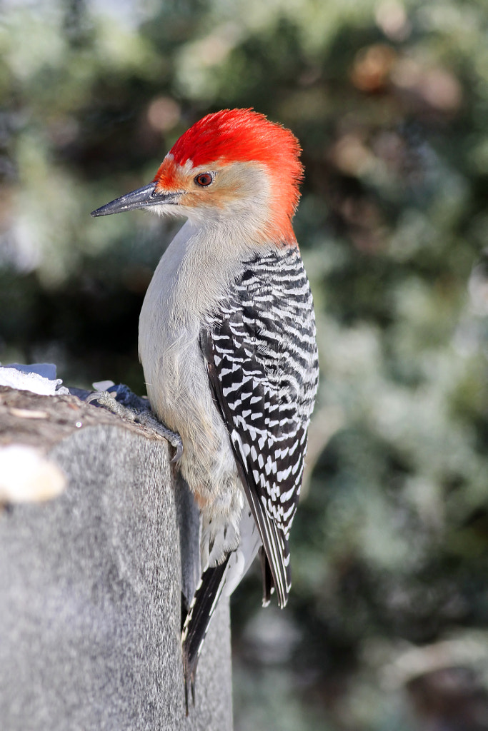 Red-Bellied Woodpecker b Most Common Birds in Pennsylvania - common pennsylvania birds birds of pennsylvania-common- pennsylvania birds-backyard birds of pennsylvania -birds native to pennsylvania -winter birds of pennsylvania -birds of pennsylvania identification
