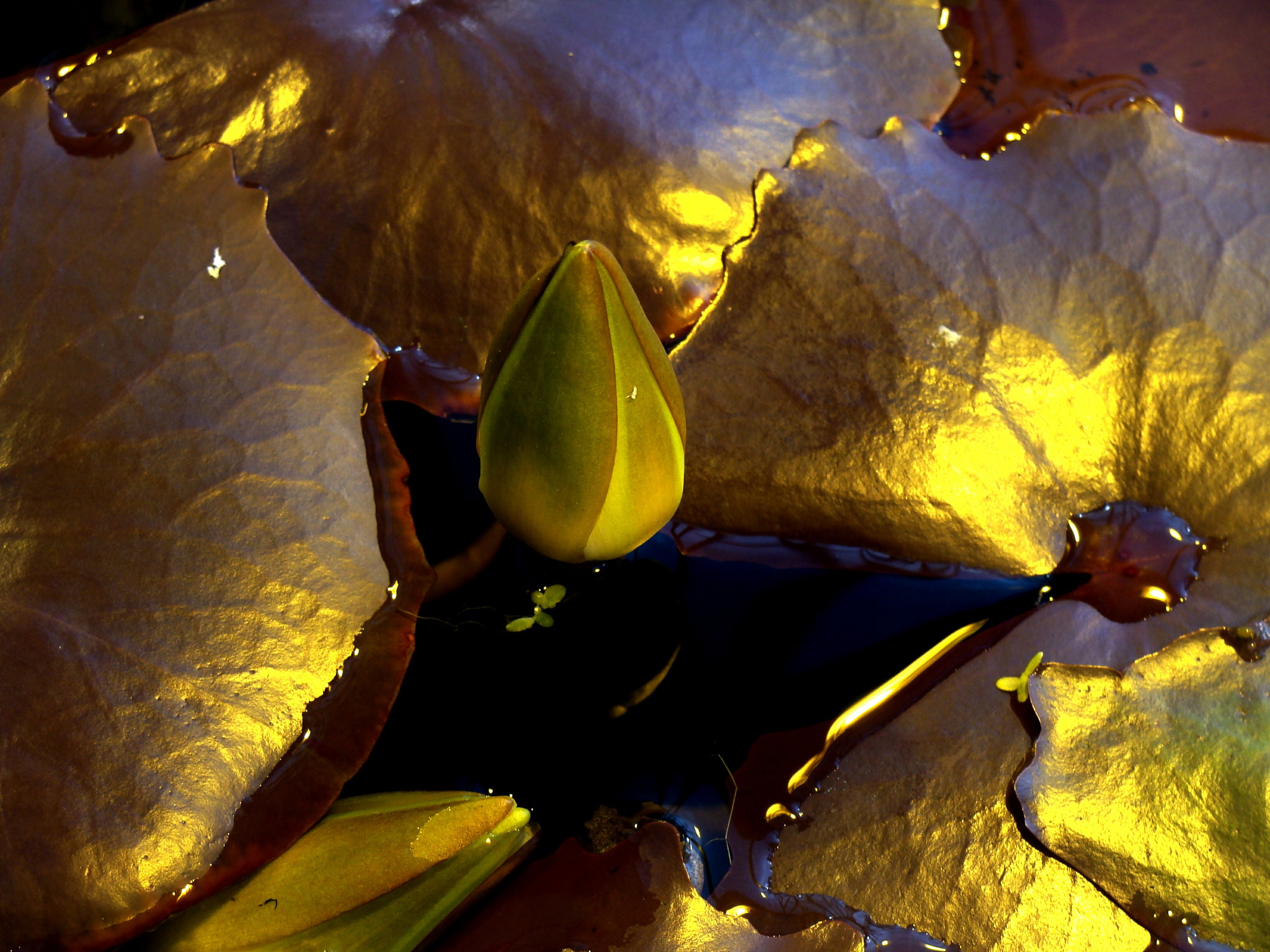 Golden Lotus Flower