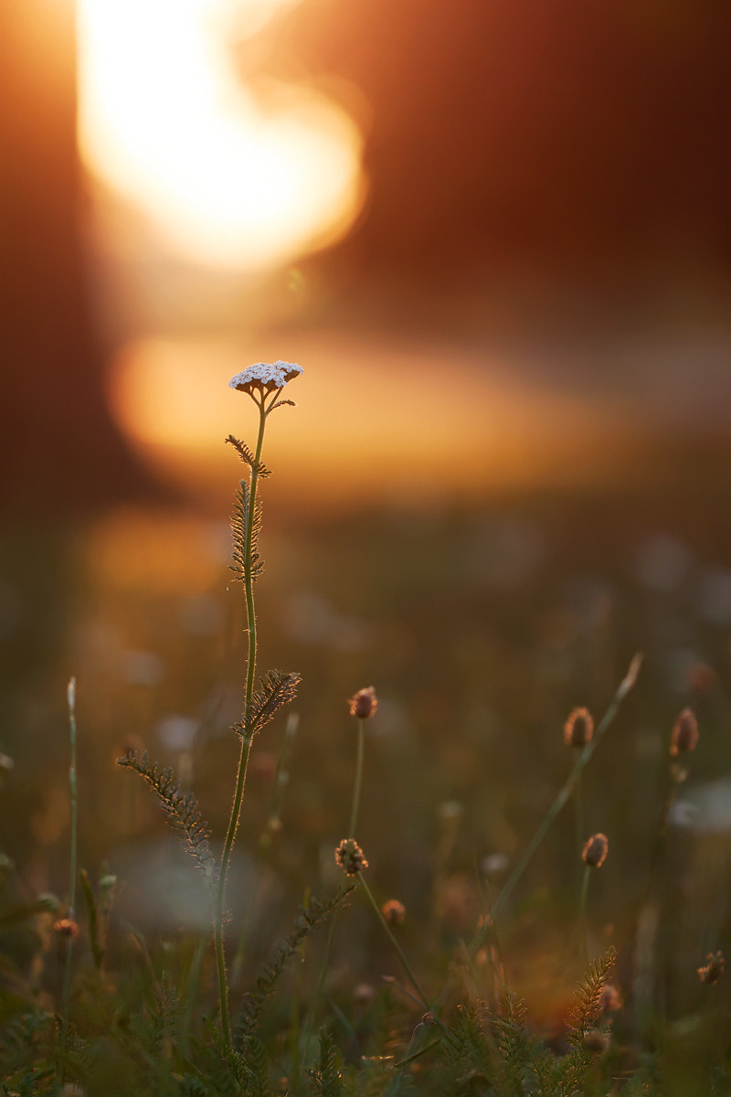 late summer morning glow