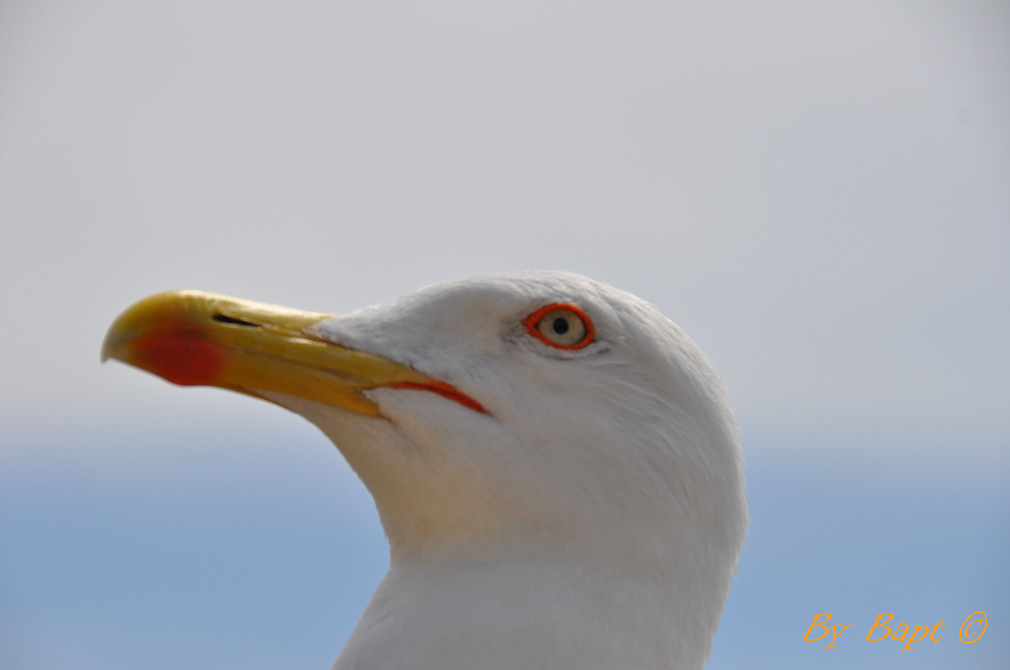 Mouette Corse