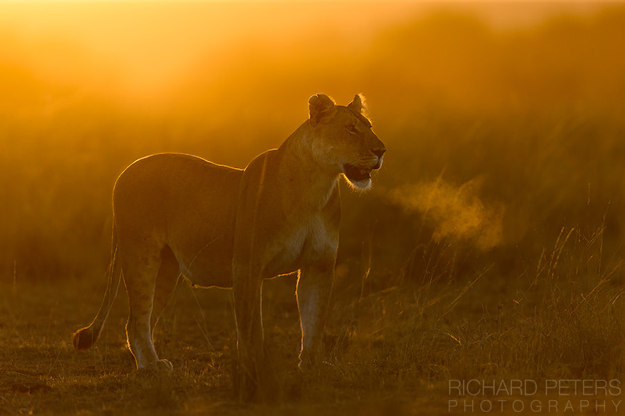 39 Magical Photos Of Animals Captured During Golden Hour - 500px