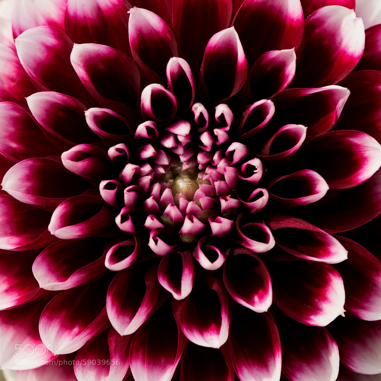 Canon EOS 60D sample photo. Violet photography