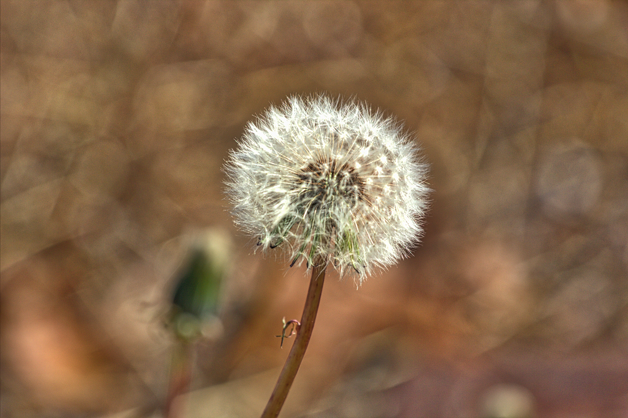 Dandelion