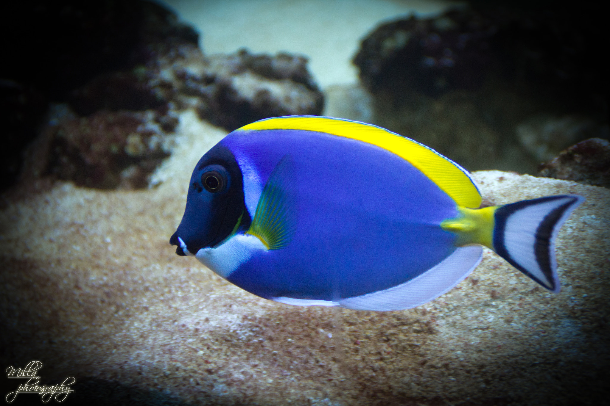 dory fish by Milla V / 500px