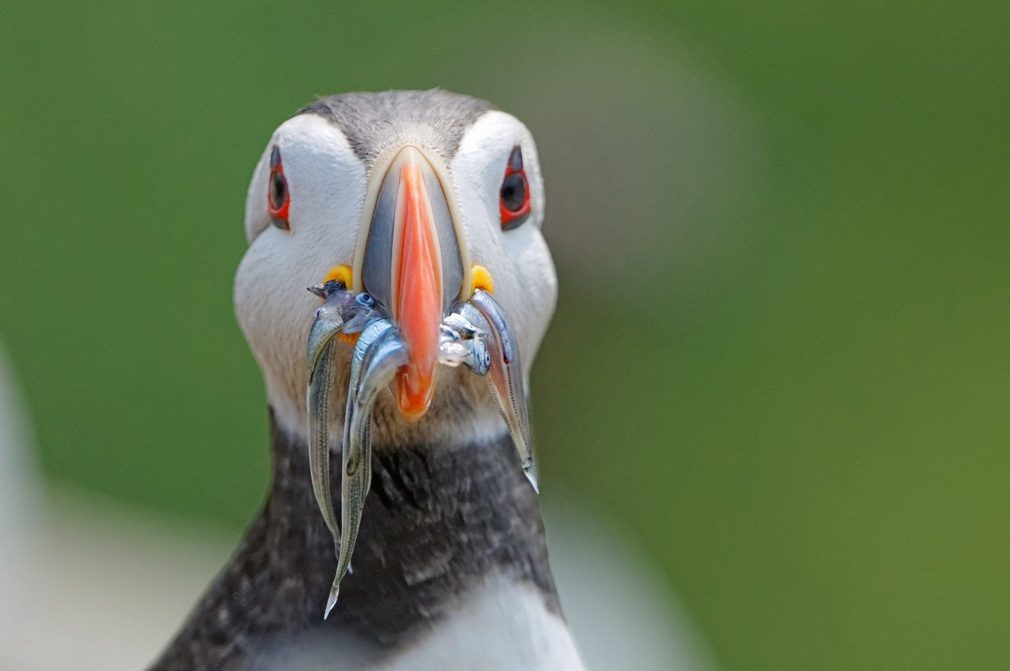 Puffin