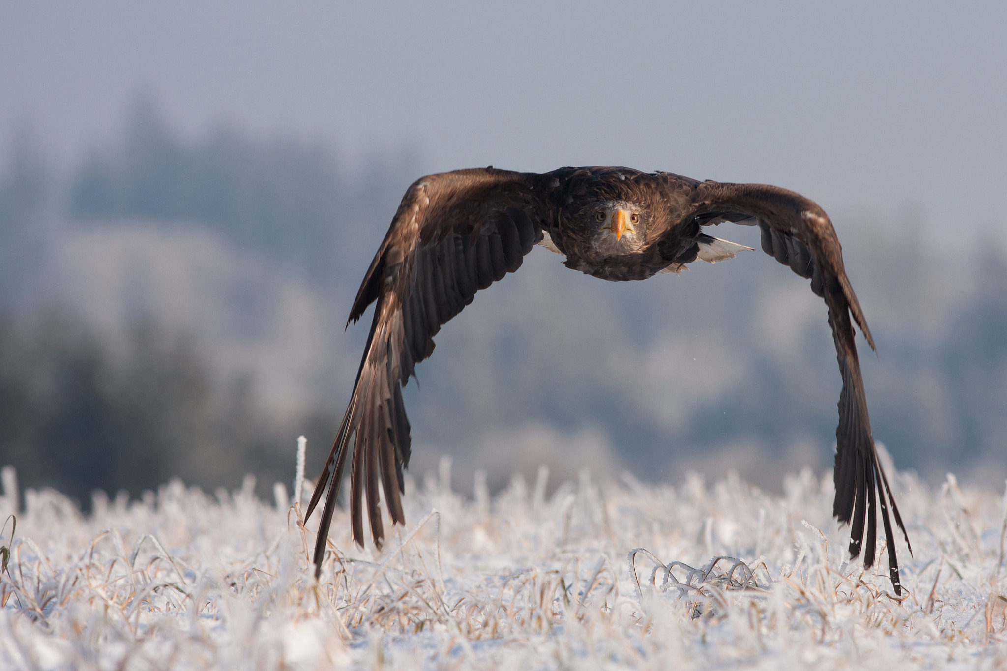 Winter eagle