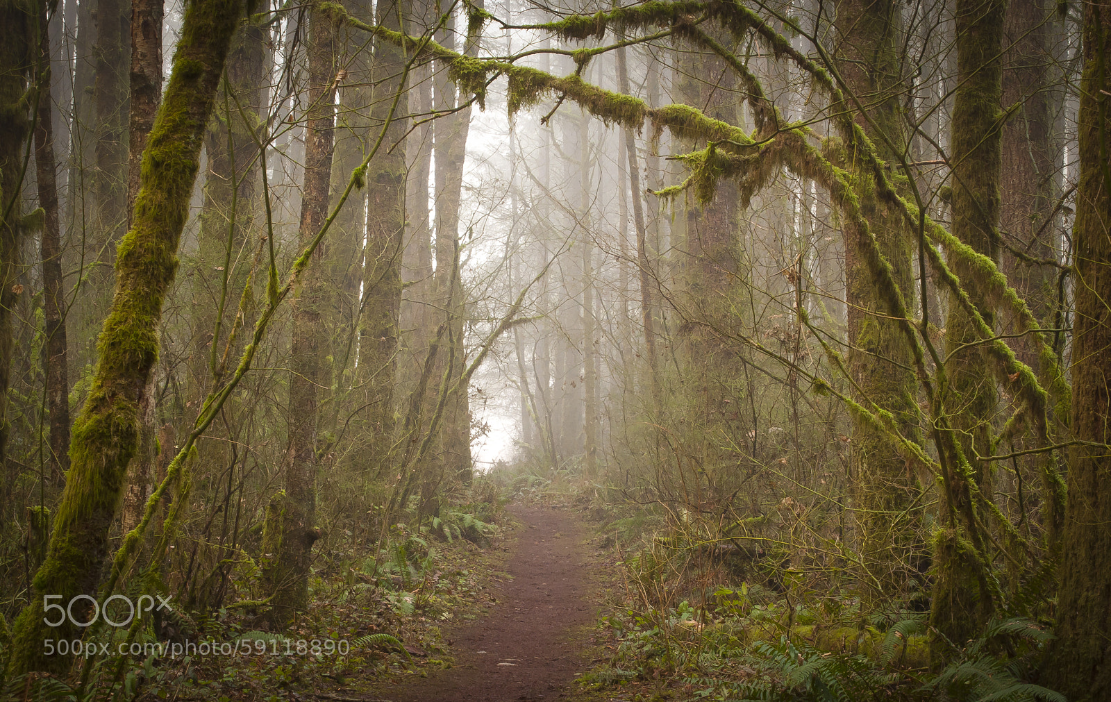 Nikon D5000 sample photo. Fog trail photography