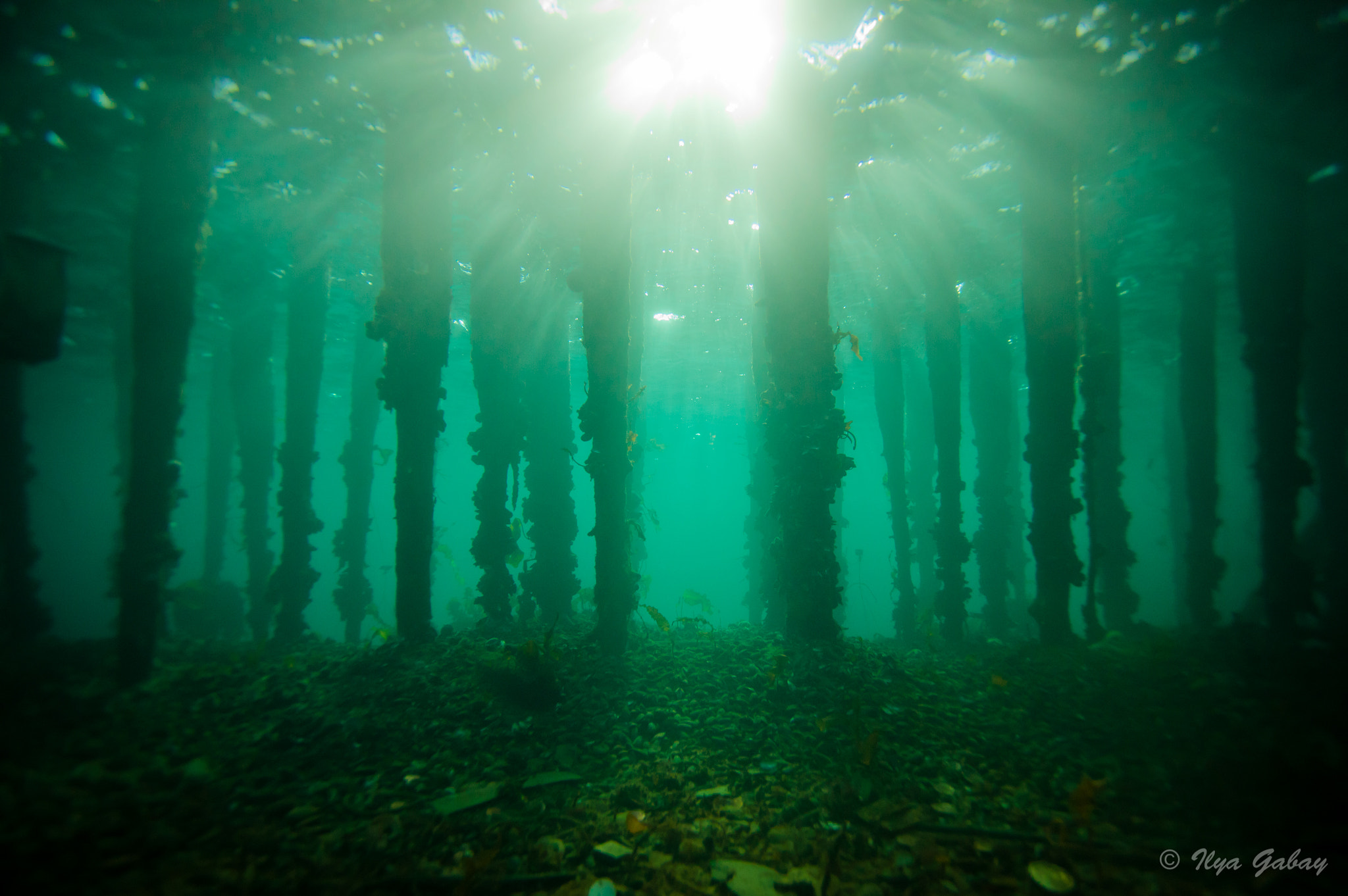 Underwater Forest by Ilya Gabay Photo 5911969 / 500px