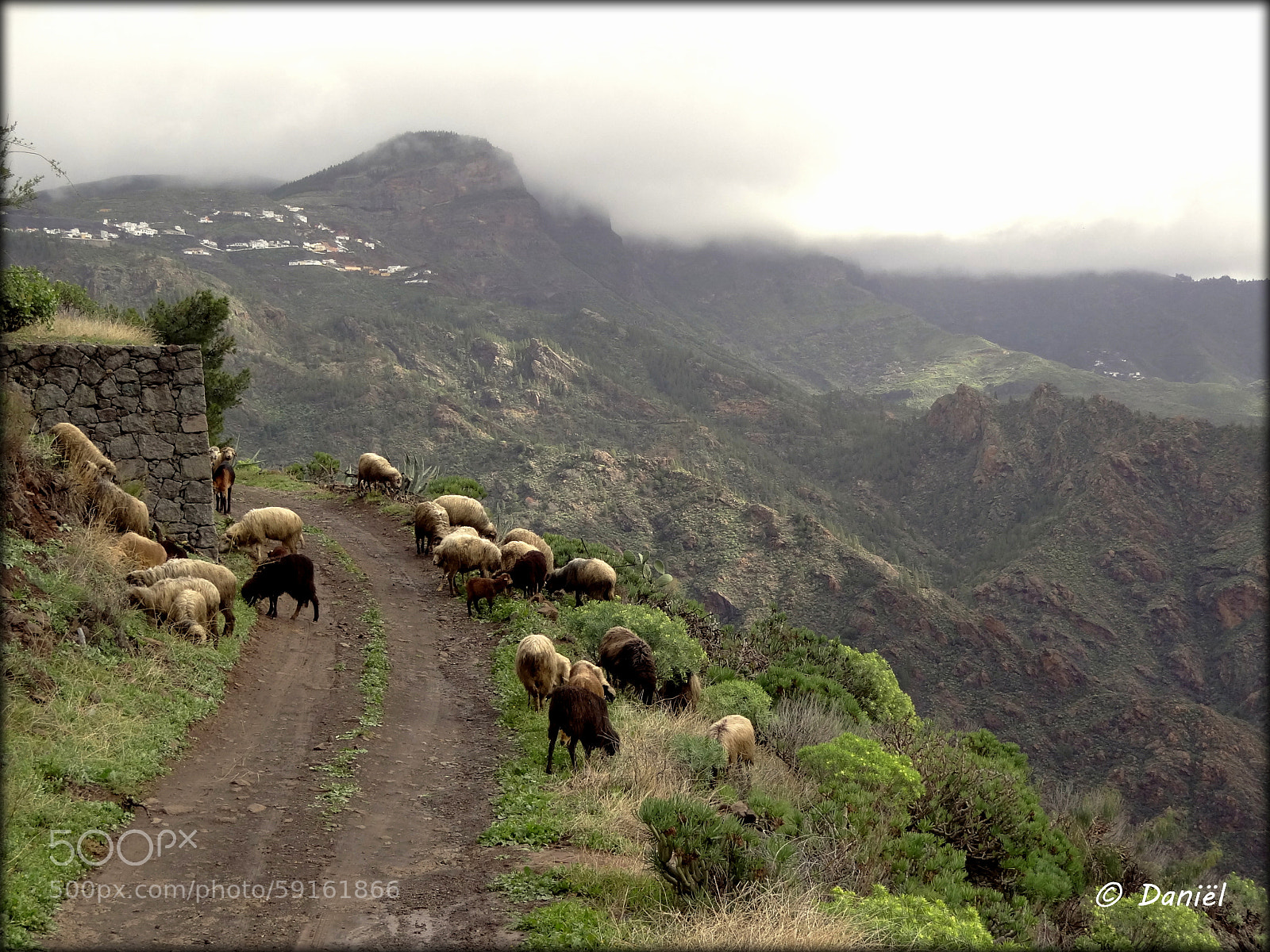 Sony Cyber-shot DSC-HX100V sample photo. Flock of sheep ... .. . photography