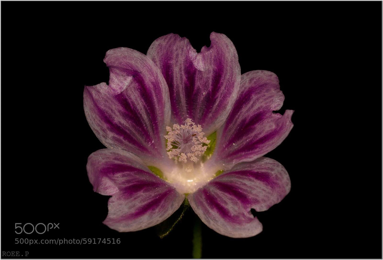 Canon EOS 60D sample photo. Malva nicaeensis -   mallow photography