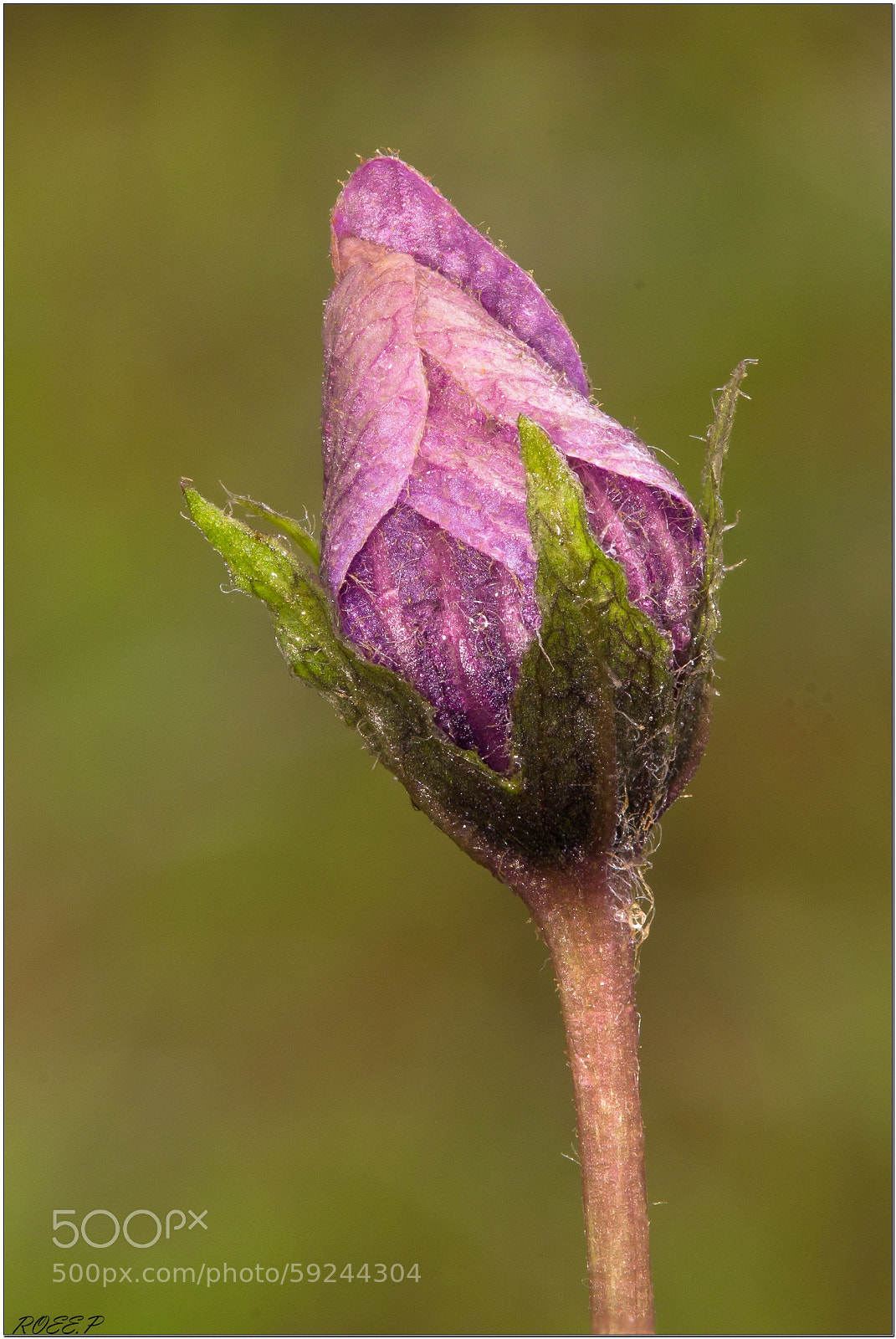 Canon EOS 60D sample photo. Mandragora autumnalis /autumn mandrake photography
