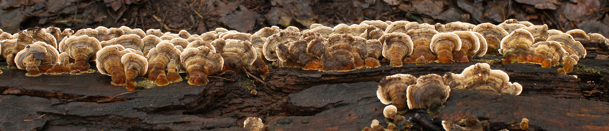 ZEISS Distagon T* 35mm F2 sample photo. Fungus photography