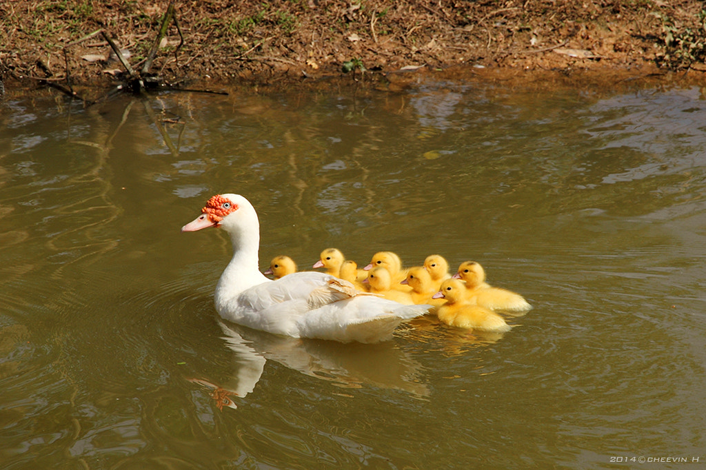 Duck's Family