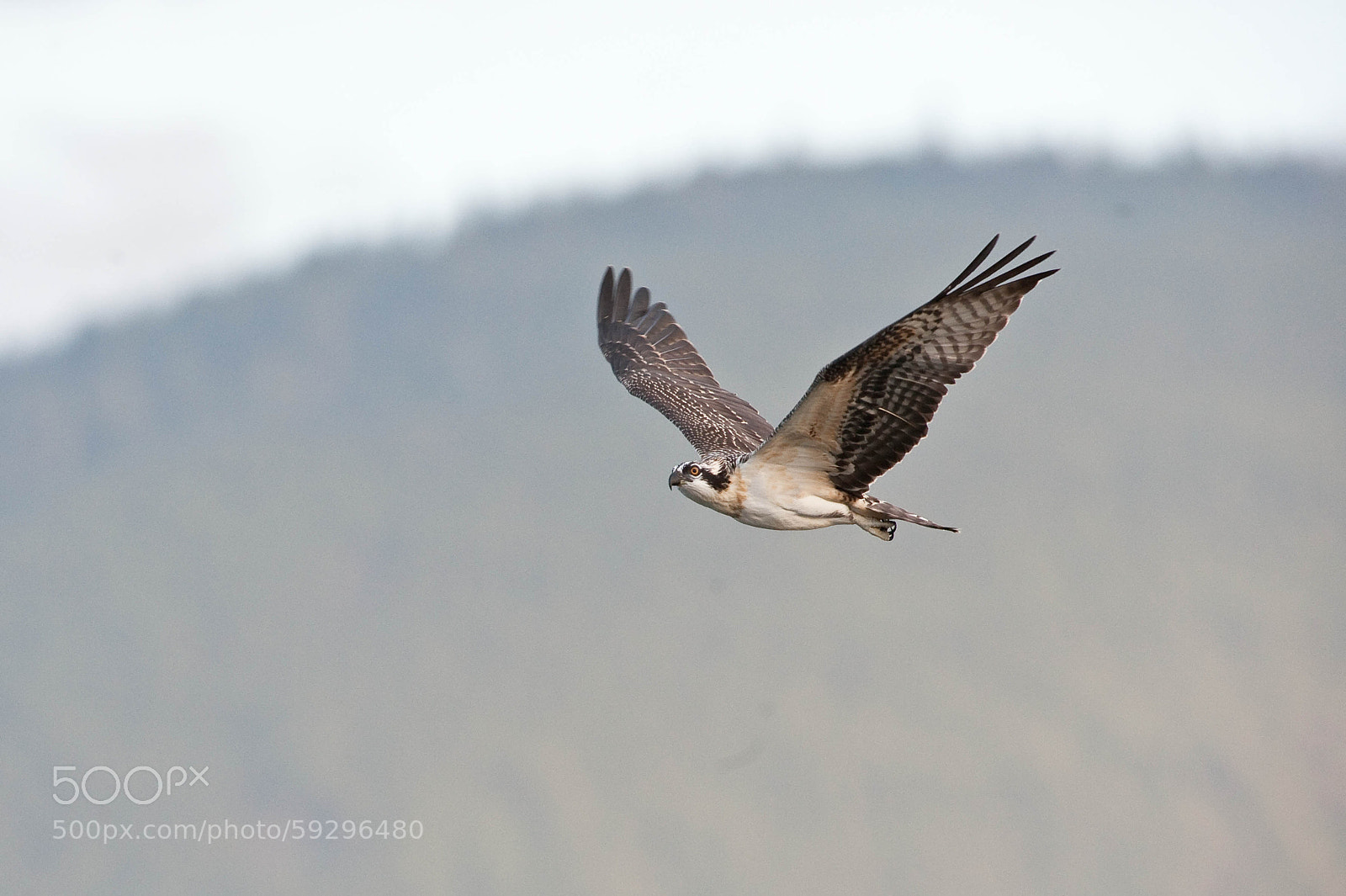 Nikon D700 sample photo. Osprey photography