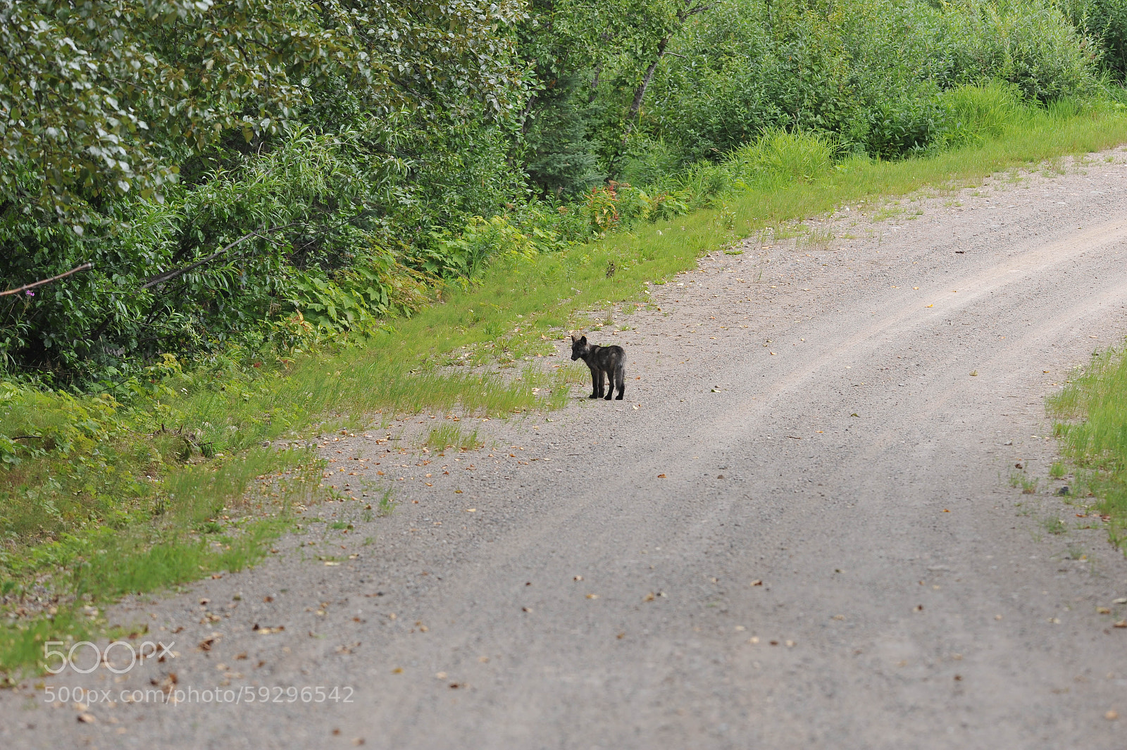 Nikon D700 sample photo. Wolf pups photography