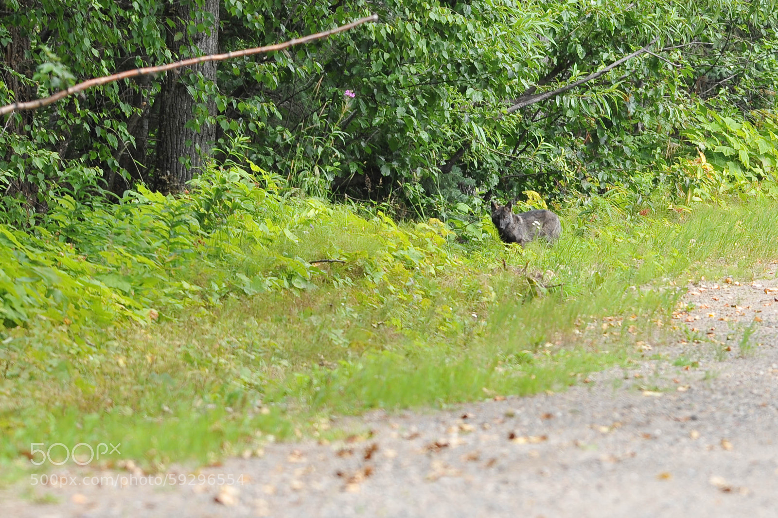 Nikon D700 sample photo. Untitled photography
