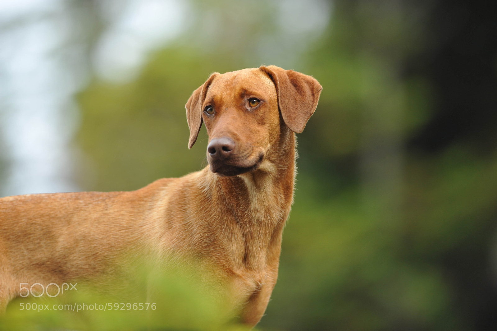 Nikon D700 sample photo. Untitled photography