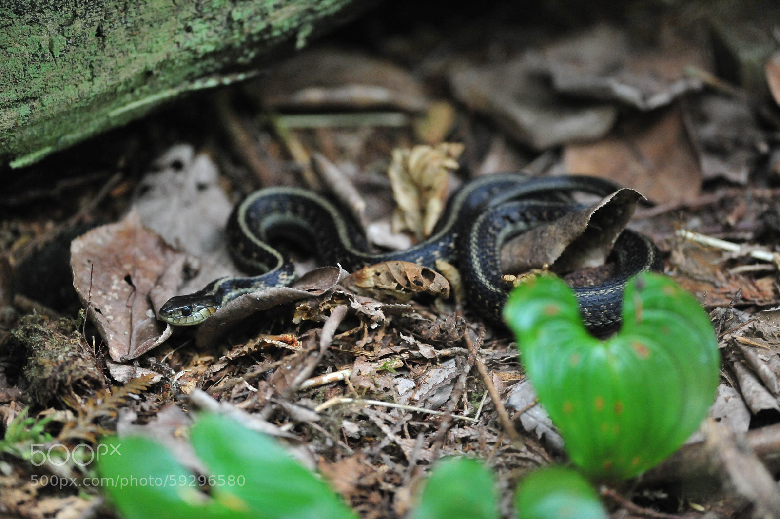 Nikon D700 sample photo. Untitled photography