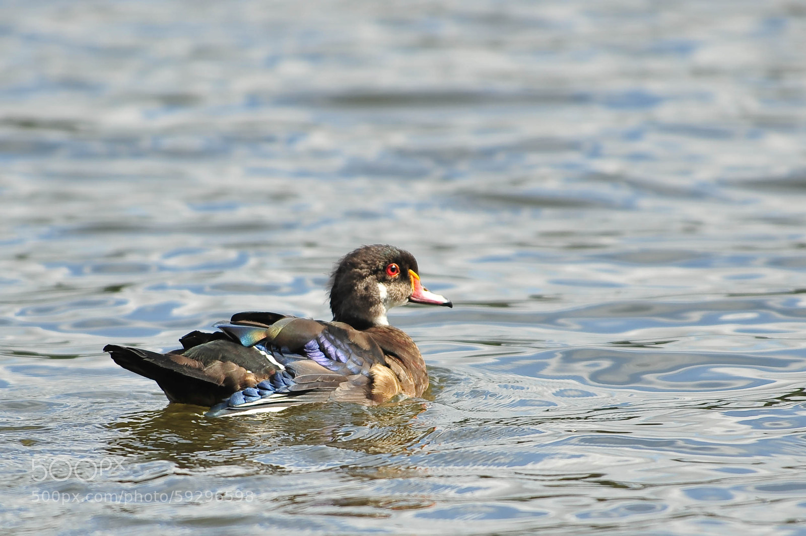 Nikon D700 sample photo. Untitled photography