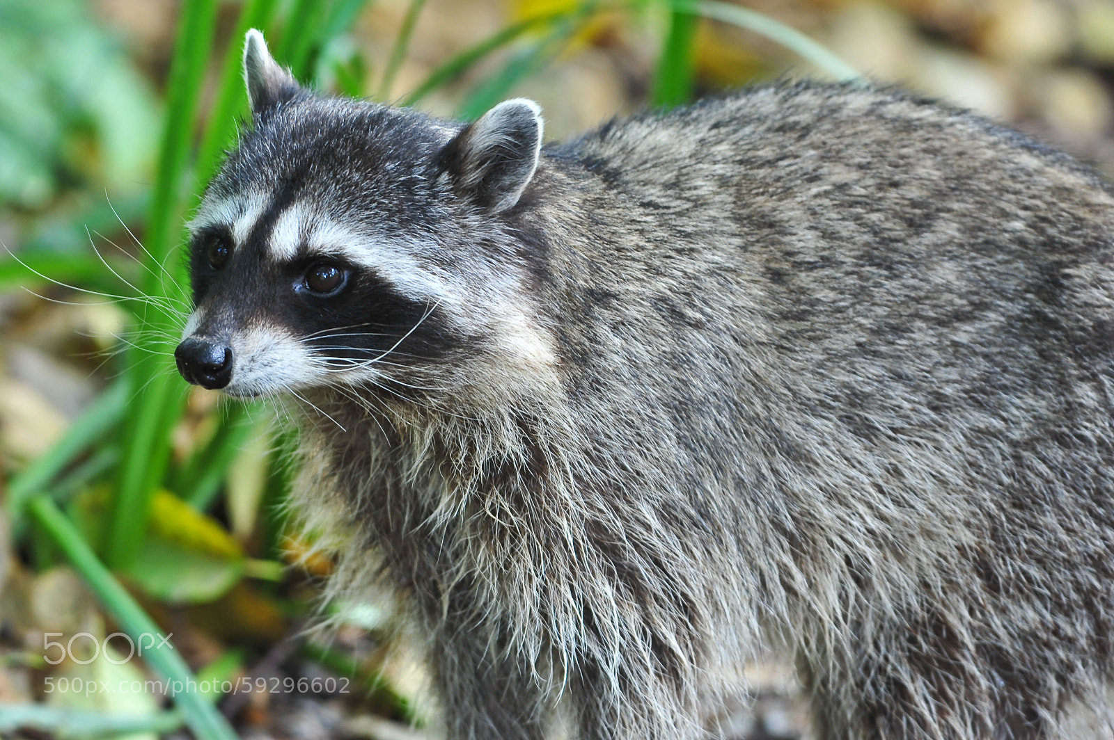 Nikon D700 sample photo. Untitled photography
