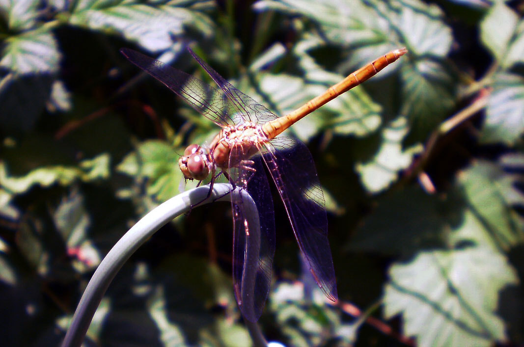 Olympus FE35,X30 sample photo. Dragonfly photography