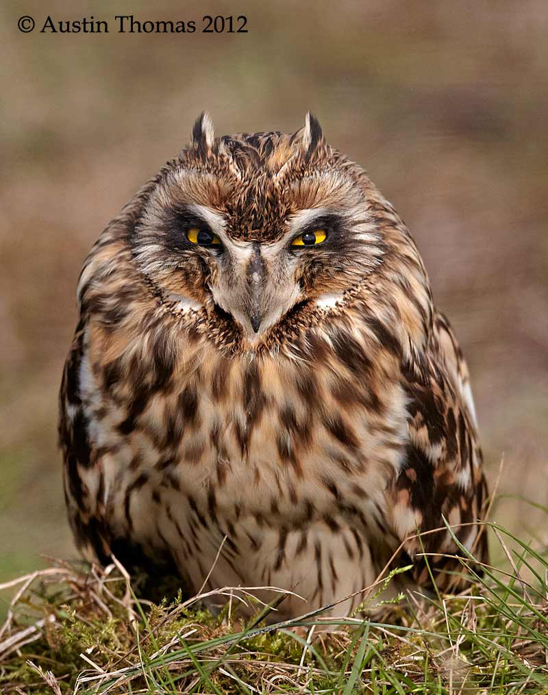 Grumpy Owl... by Austin Thomas - Photo 5931684 / 500px