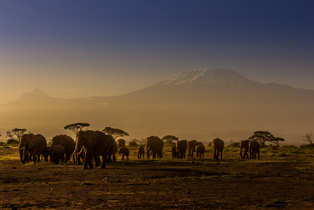 Elephant family by Bruce Mounde on 500px.com