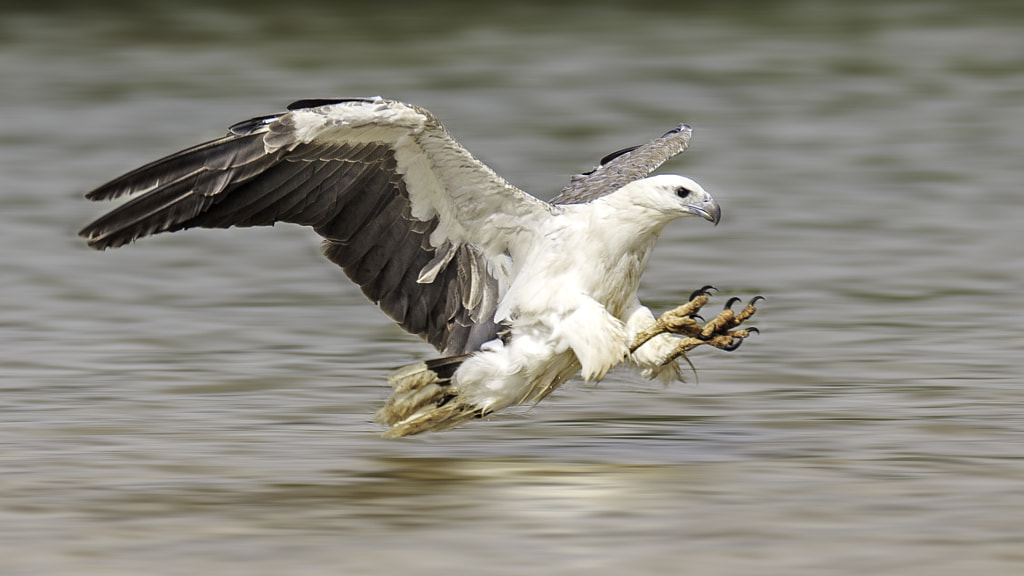 White Bellied Sea Eagle Fishing By Scotty Mcadam   500px