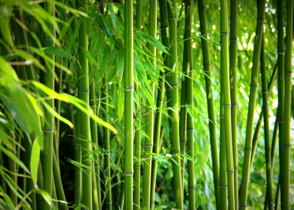 Bamboo by Gabi Siebenhühner on 500px.com