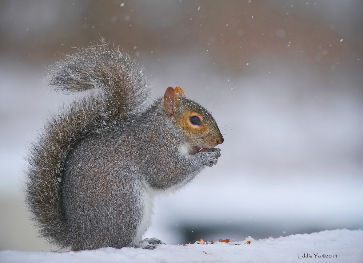 Squirrel with a Question Mark Tail by Eddie Yu Photo 59418824 / 500px