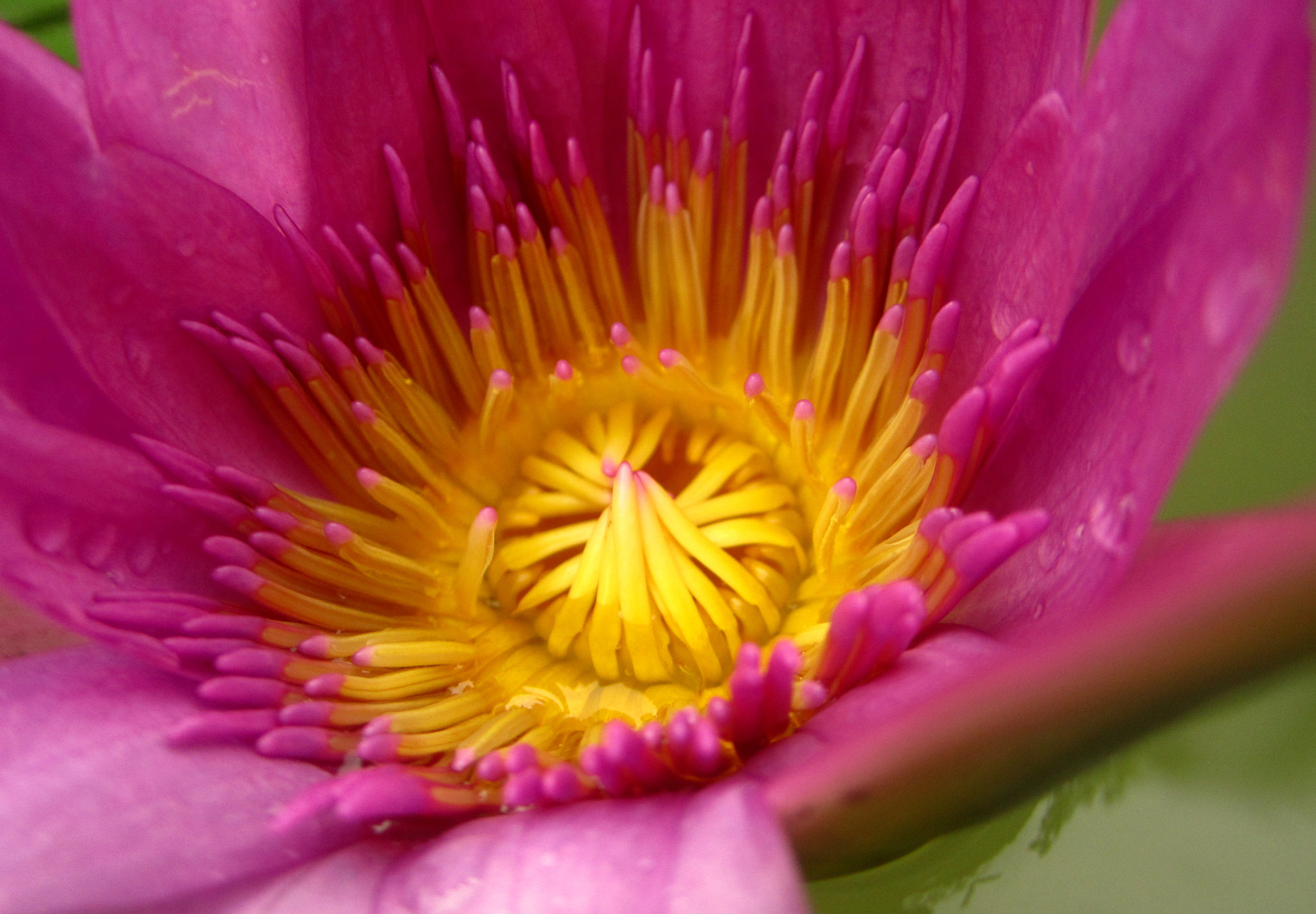 Canon PowerShot SD1400 IS (IXUS 130 / IXY 400F) sample photo. Water lily photography