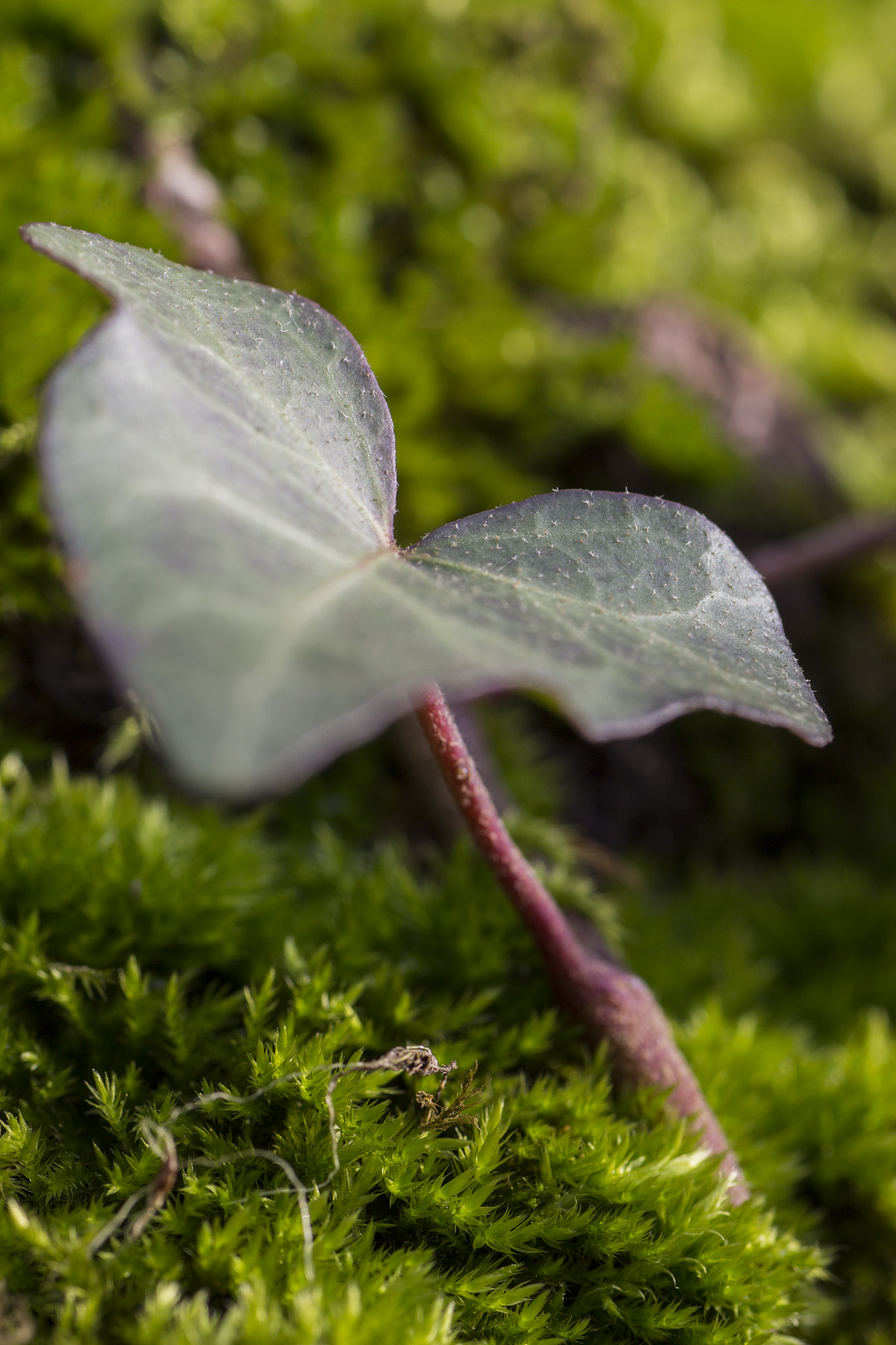Canon EOS 650D (EOS Rebel T4i / EOS Kiss X6i) + Tamron SP AF 90mm F2.8 Di Macro sample photo. Leaf in moss photography