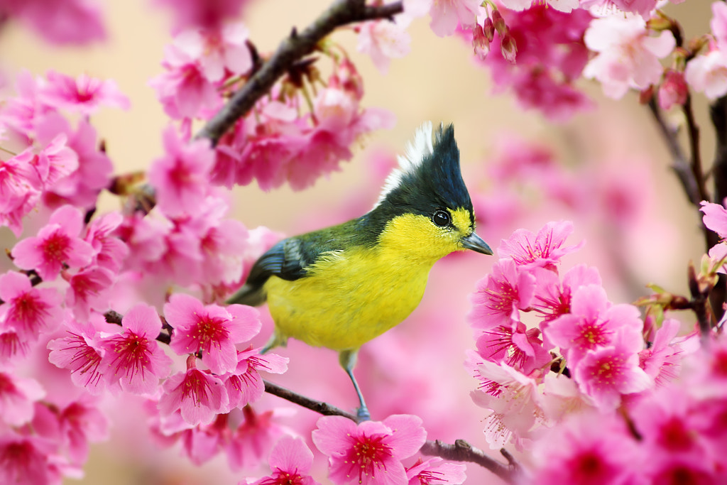 Formosan Yellow Tit and Cherry Blossoms