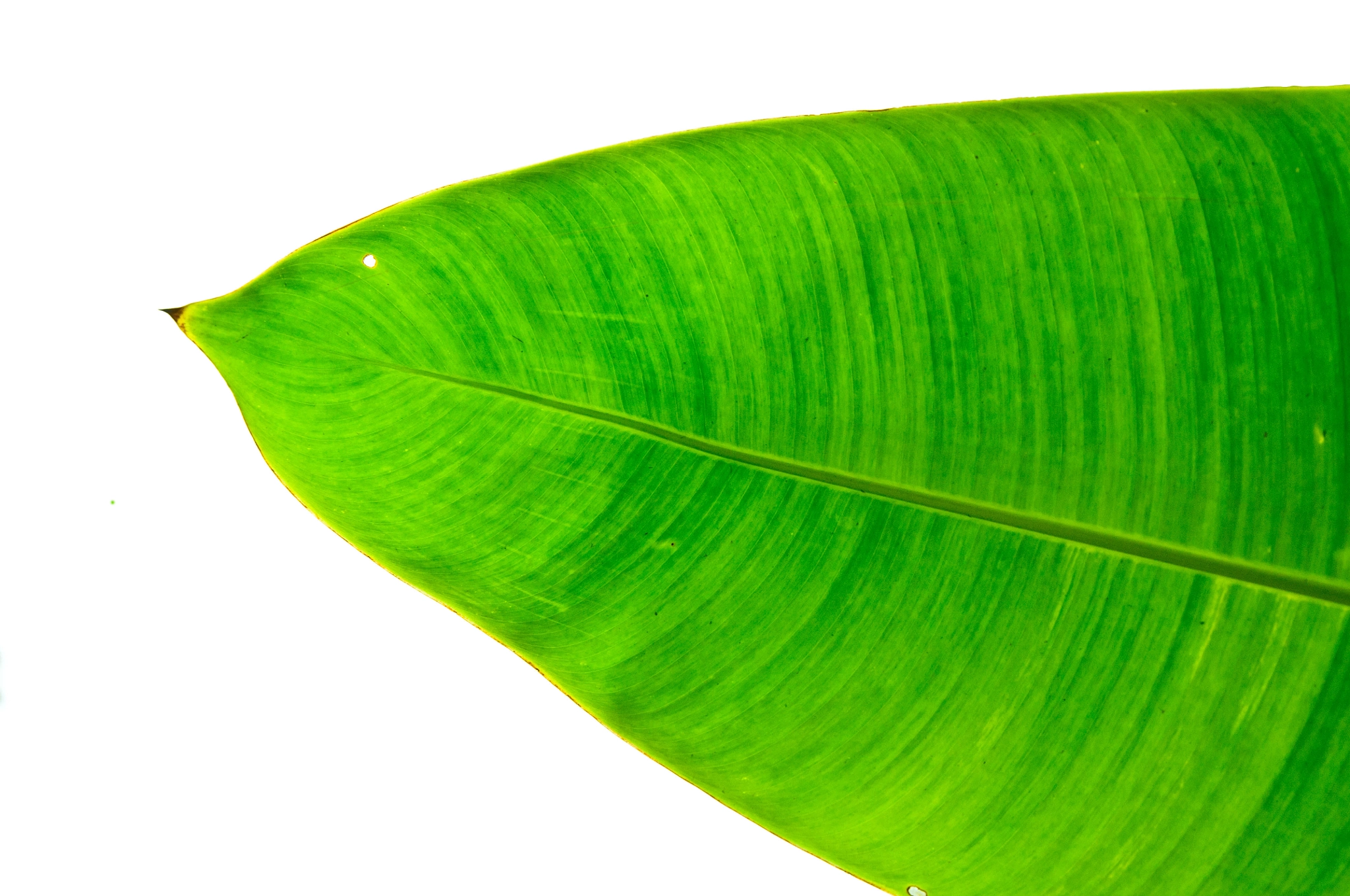 Banana leaves. Банановые листья. Сухой банановый лист. Banana Leaf background. Banana Leaf PNG.