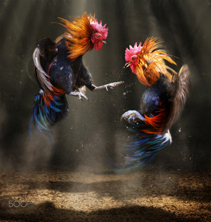 Cock game by Buchachon Petthanya / 500px